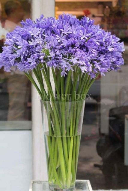 1 củ hoa thanh anh củ đẹp