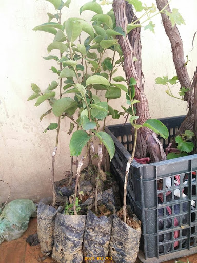 Cây giống lê đỏ nam phi cây gép cho quả sau 3 tháng + tặng kèm 3 cây chè xanh