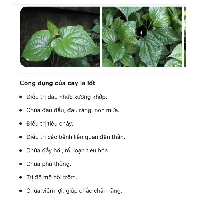 cây lá lốt (10 cây)