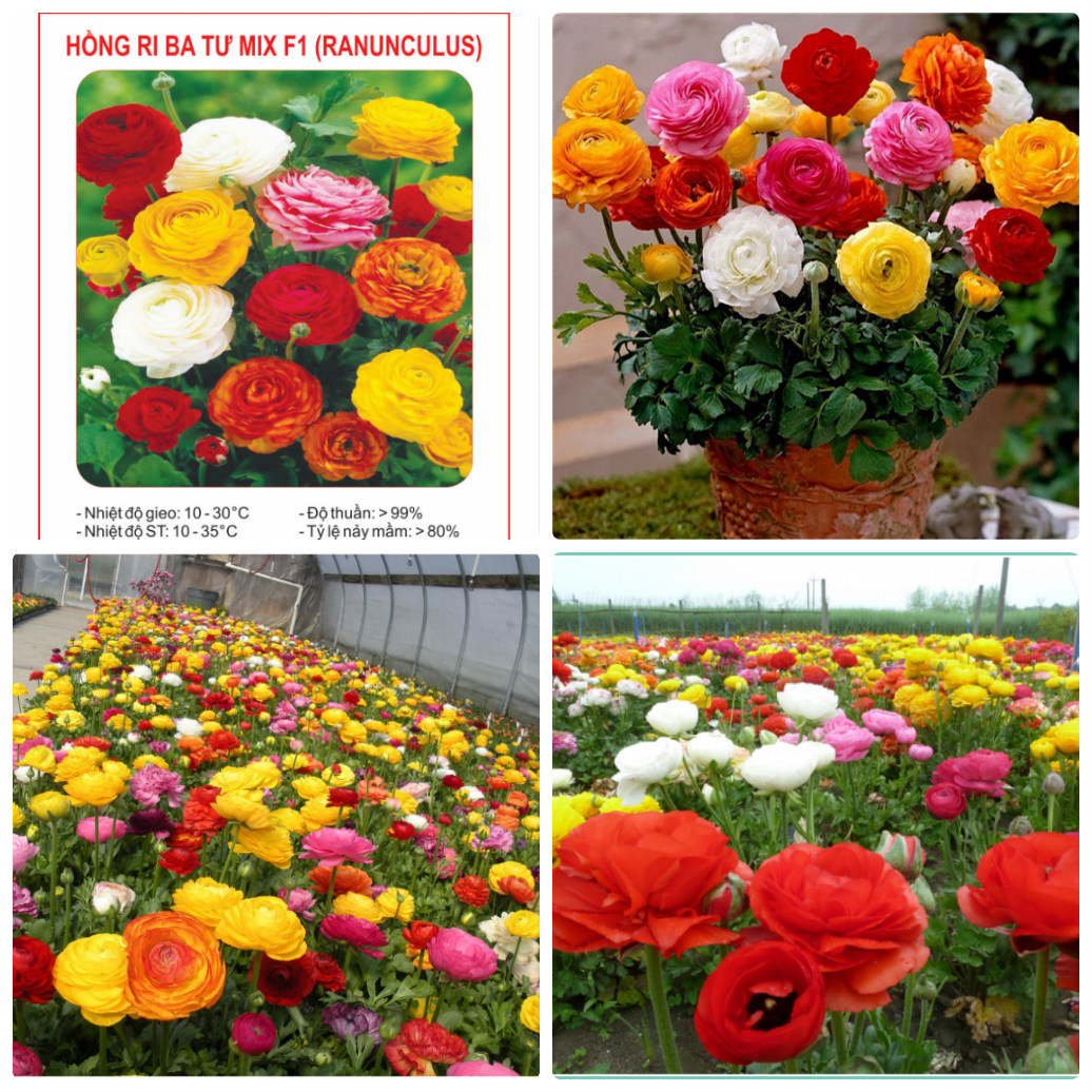 Hạt giống hoa Mao Lương Hồng Ri Ba Tư Mix Màu - 1 gói 20 hạt