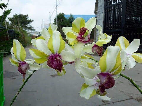 Denro Mắt Rồng