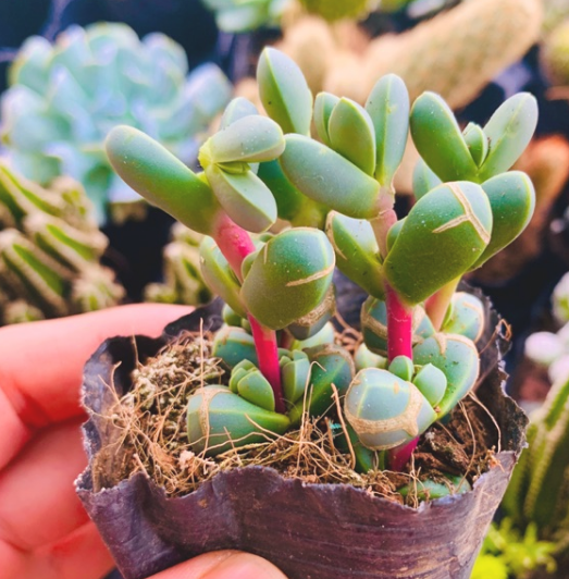 SEN ĐÁ TIM SIZE BÉ SIÊU KHỎE, ĐẸP LỖI 1 ĐỔI 1