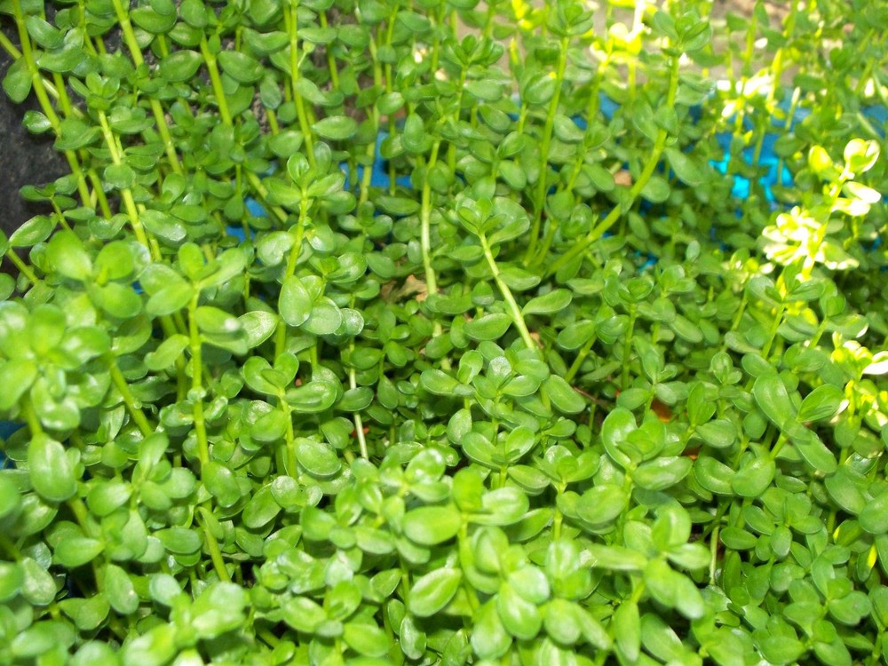Cây Rau Đắng - Chậu Rau