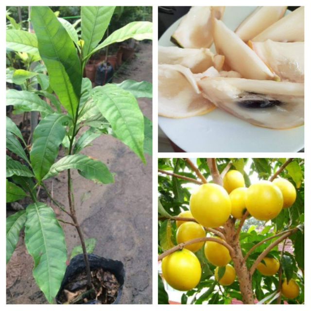 Cây vú sữa vàng , cây giống to khỏe, chất lượng nguyên bầu đất, cao
