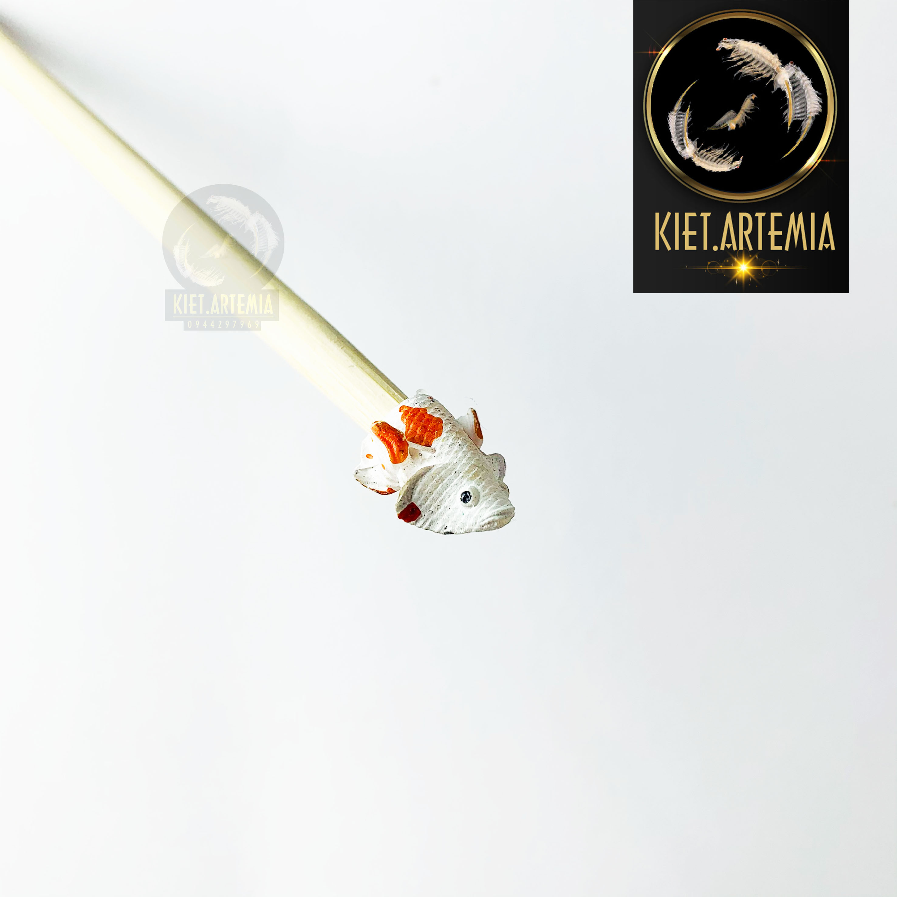 Cây kè cá betta, cây kè cá (giao mẫu ngẫu nhiên)