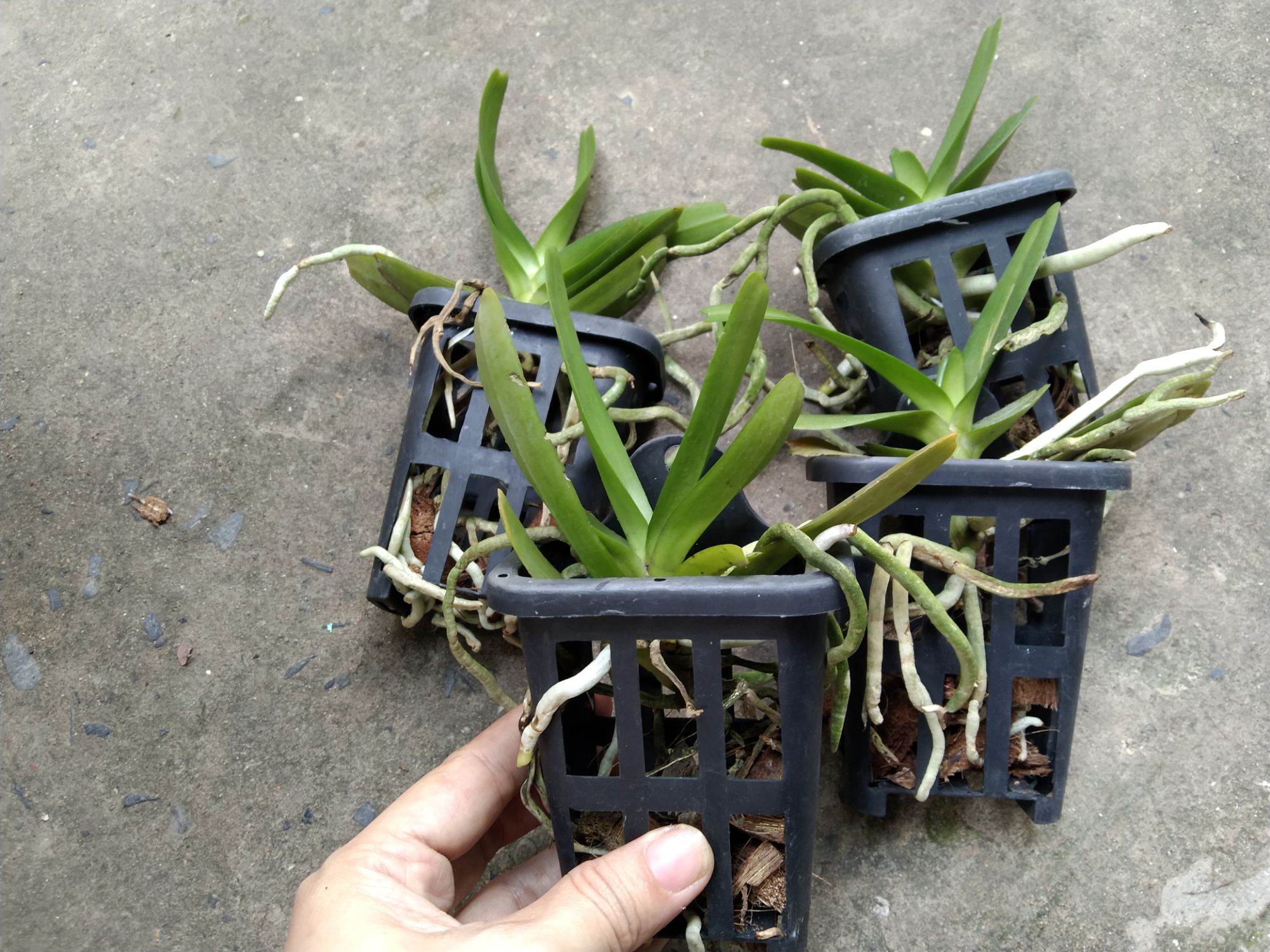 Hoàng nhạn Thái hoa thơm
