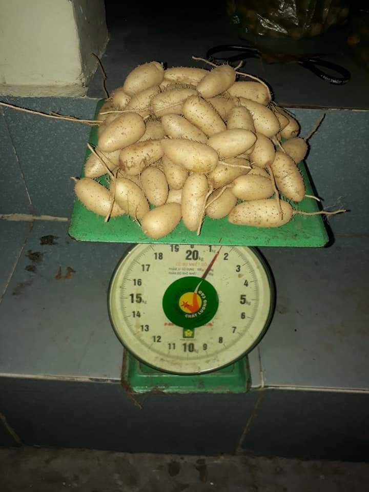 CỦ LÙN TƯƠI HÀNG LỚN