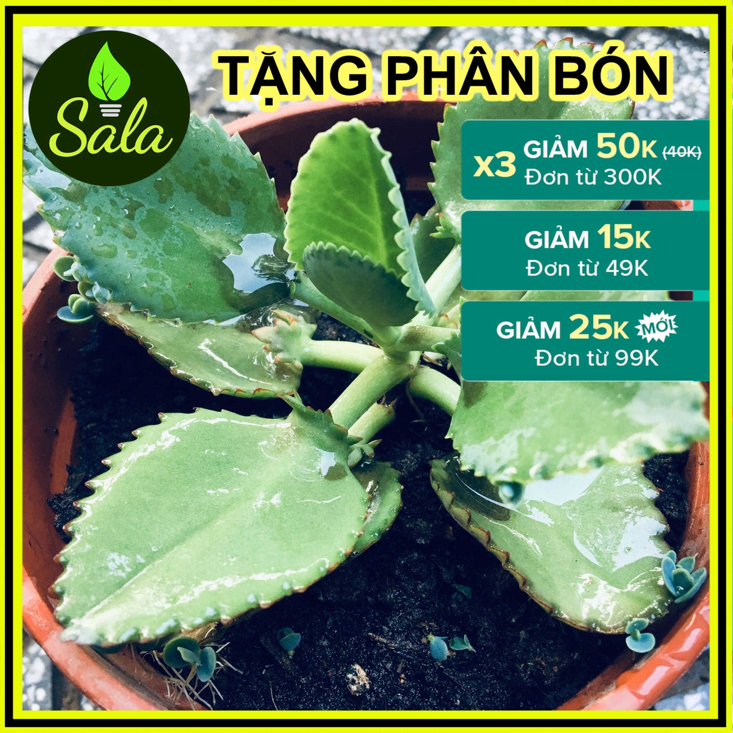 CÂY SỐNG ĐỜI NÚI GIỐNG CÂY SEN ĐÁ, CHẬU Y HÌNH