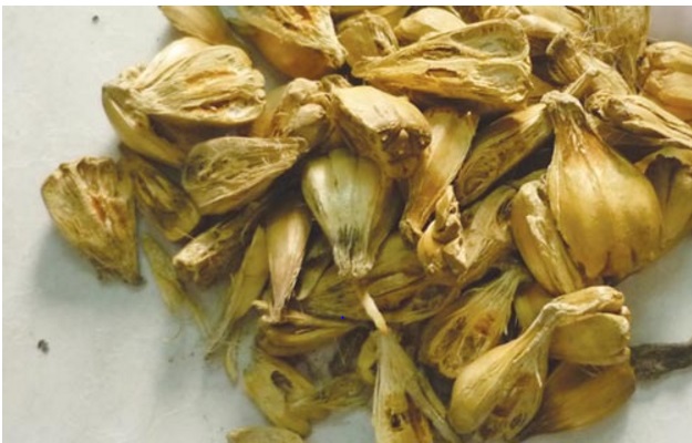 1kg Quả dứa rừng - Quả dứa dại