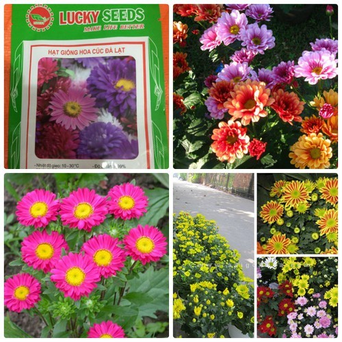 Hạt giống hoa cúc đà lạt nhiều màu - gói 50 hạt