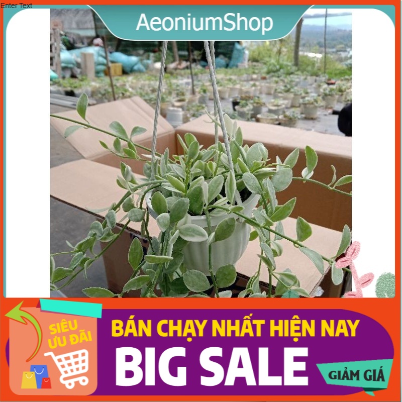 Cây Lan Hạt Dưa Cẩm Thạch Chậu Treo Kèm Móc