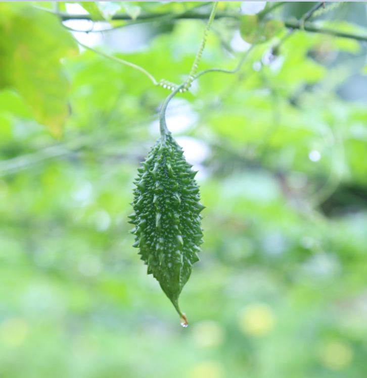 Hạt giống trái khổ qua rừng ( 20 hạt/gói )