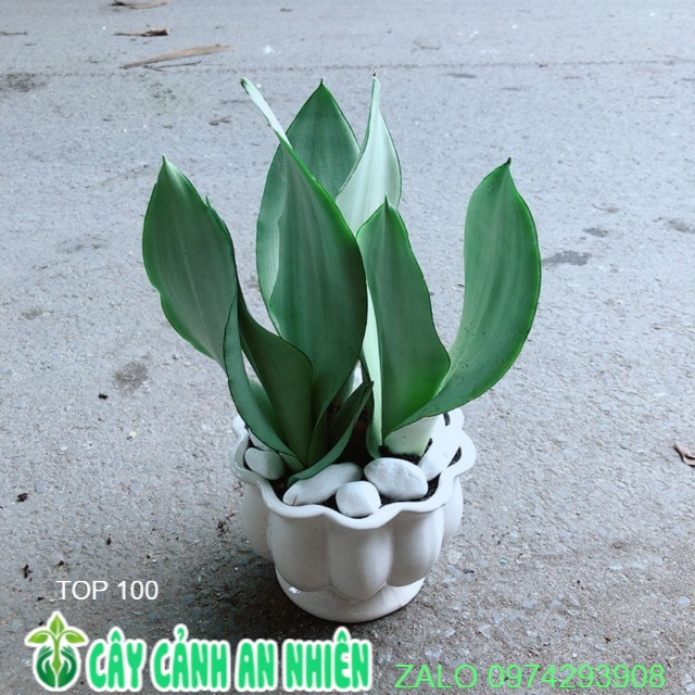 Chậu cây lưỡi hổ bạc