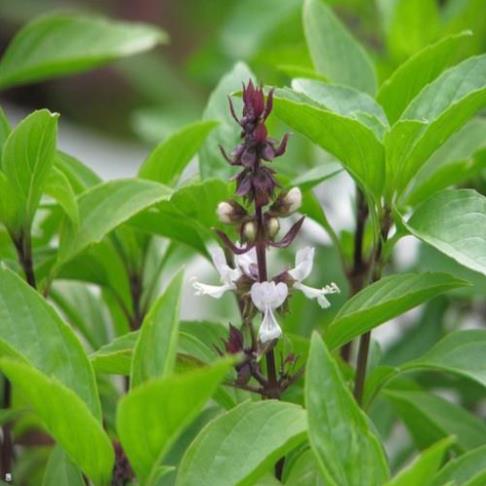 Hạt giống húng Quế rau Quế - gói 10 gram
