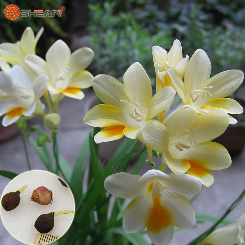 Củ giống hoa lan nam phi hoa màu trắng - 1 củ