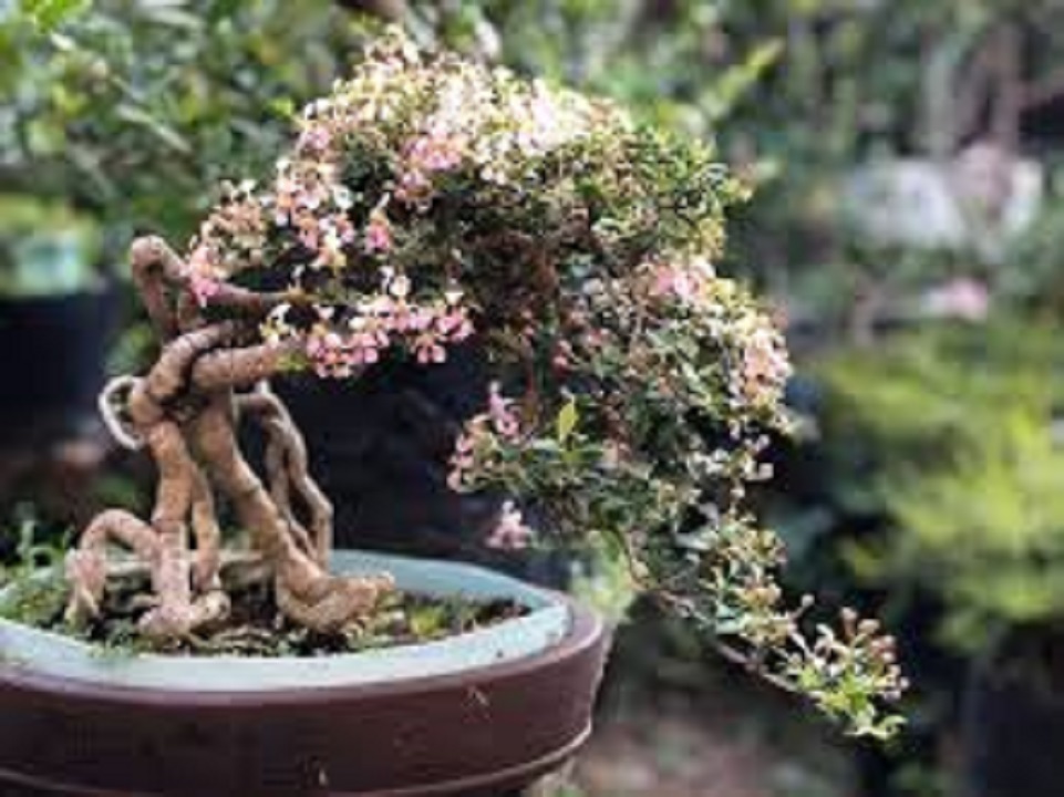 CÂY Hồng ngọc mai bonsai , CÂY LỚN