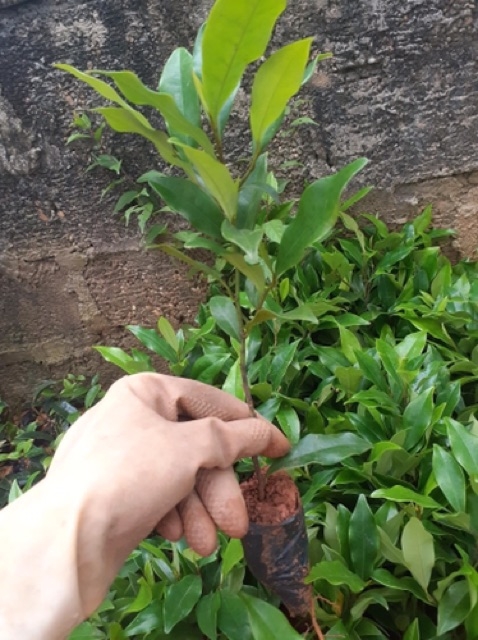 Cây giống HOA LAN TIÊU