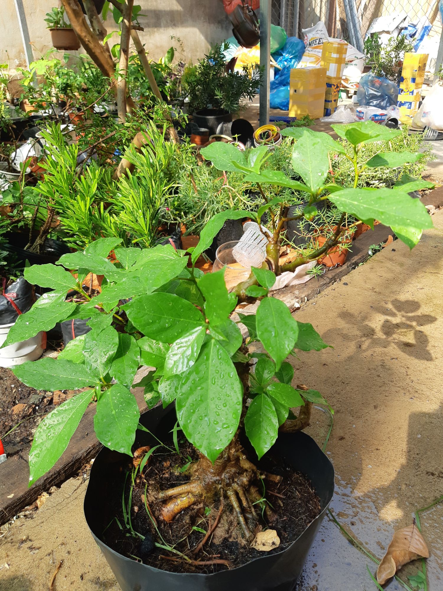 sung bonsai gốc LỚN