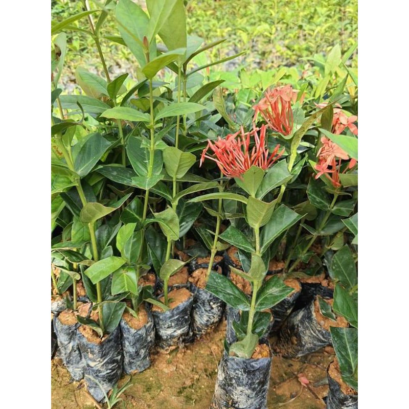 Mẫu Đơn Ta 🌲FREESHIP🌲 Đủ Màu [ Cây giống ]