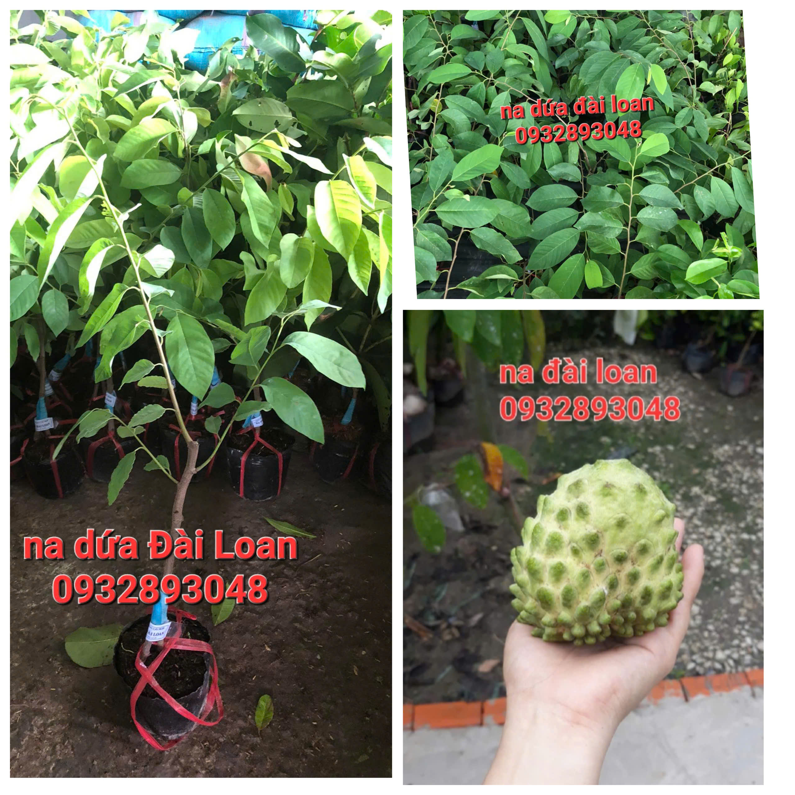 CÂY NA ĐÀI LOAN,CHUẨN GIỐNG 100%