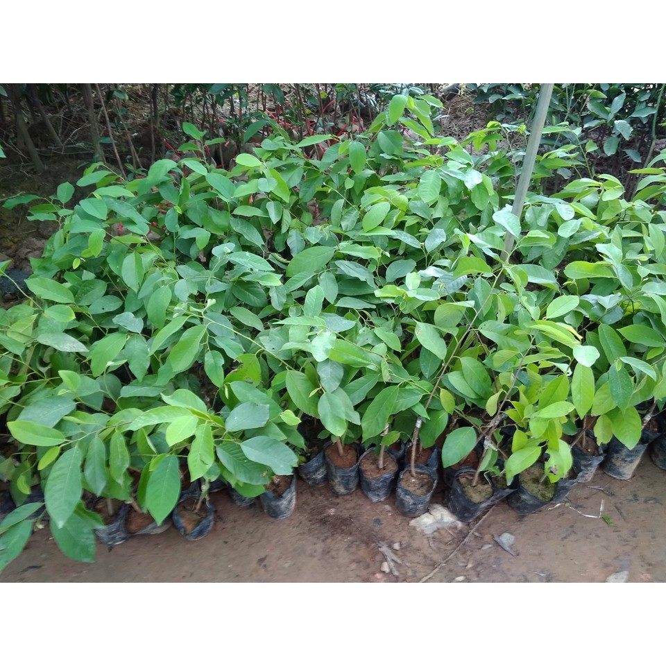 Cây Na Dứa Đài Loan Quả To 1Kg