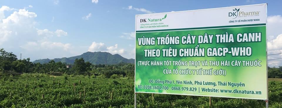 trà dây thìa canh lá to