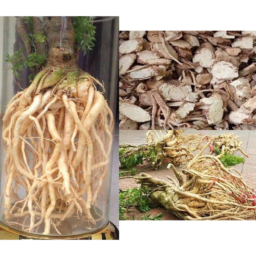 Thân Đinh Lăng Khô ( Thái Lát 1kg) loại 01