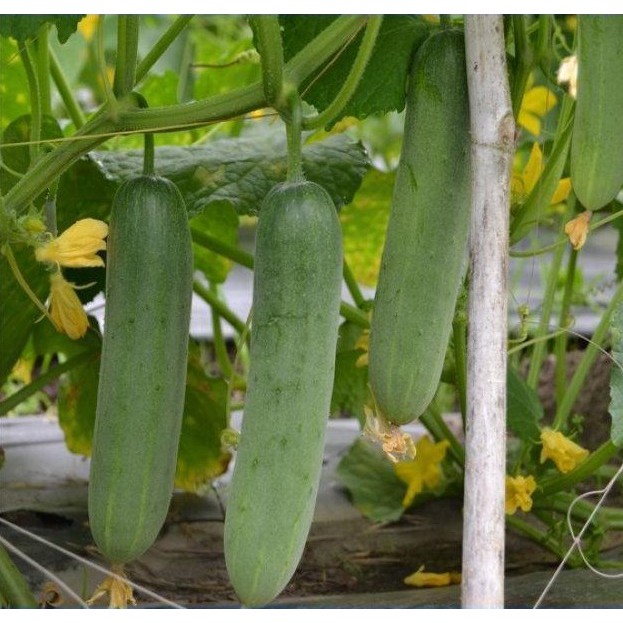 11F Hạt Giống Dưa Chuột Nếp Ta - 10 Hạt