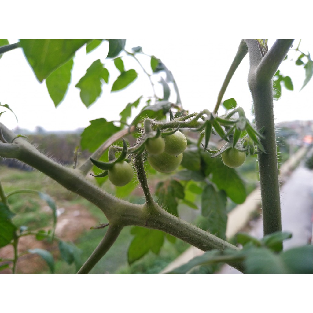 HẠT GIỐNG CÀ CHUA CHERRY ĐỎ F1