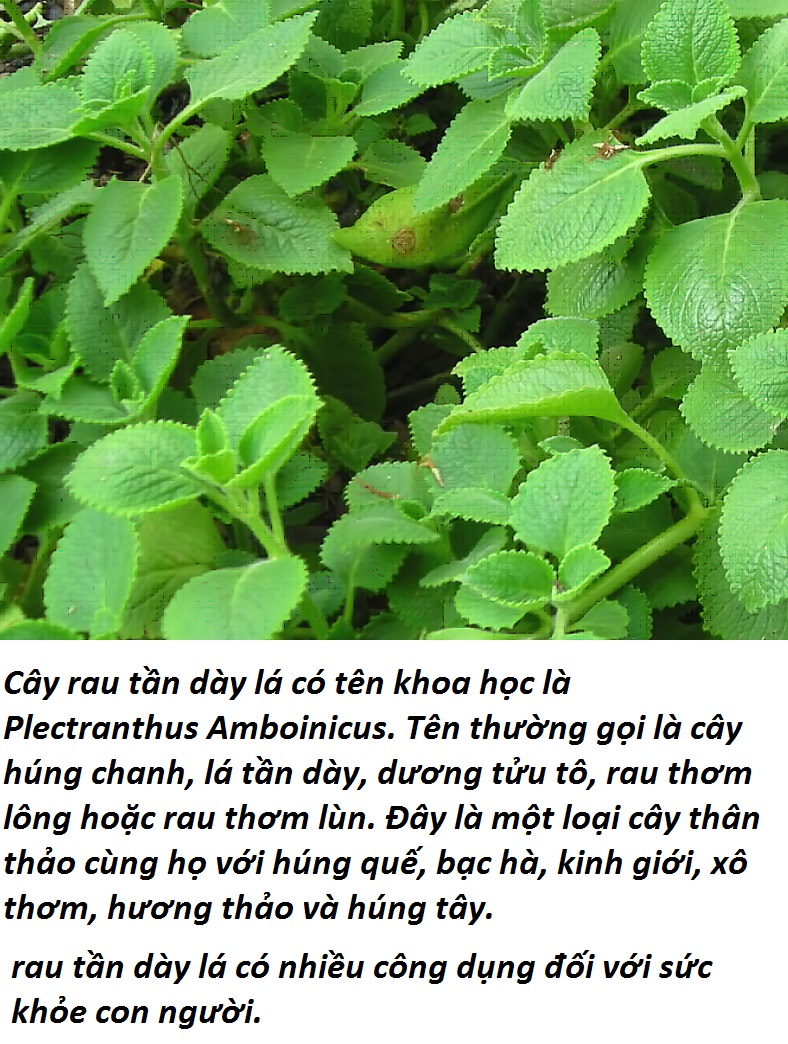 Cây giống rau tần dày lá (húng chanh)