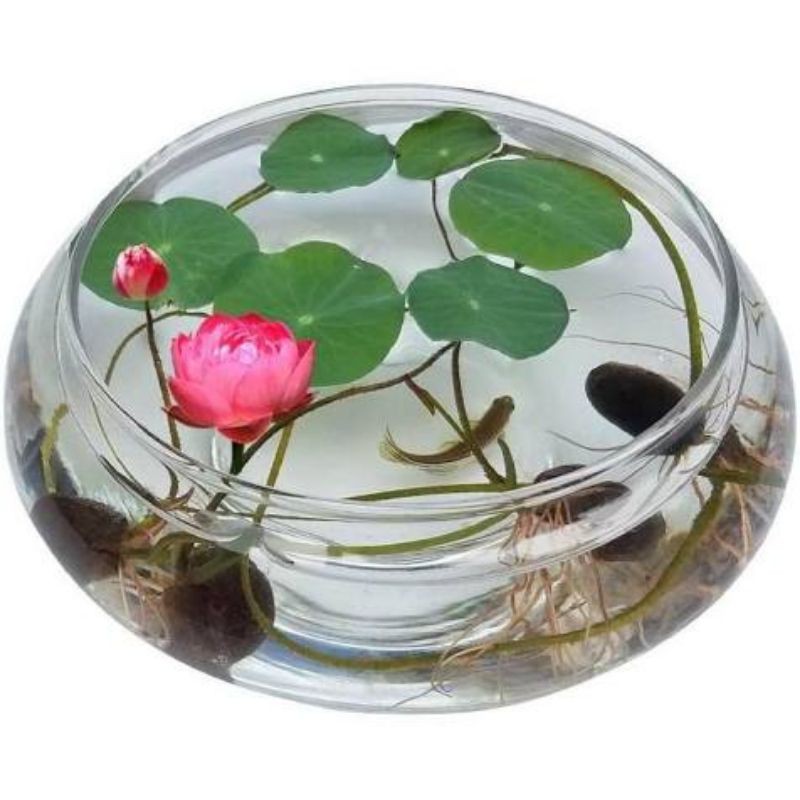 1 hạt sen mini mix màu ngẫu nhiên
