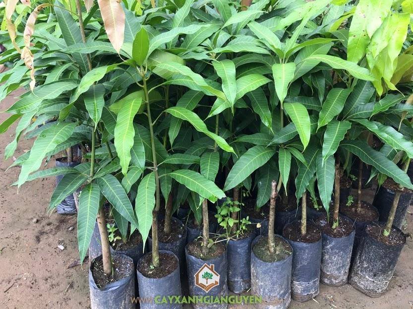 Cây giống xoài cơm vàng