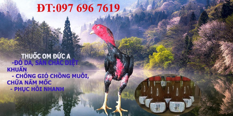 Om gà chọi