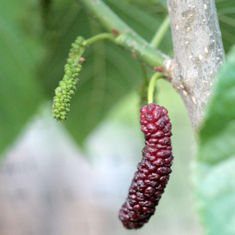 Mulberry seeds
 - Sale Off