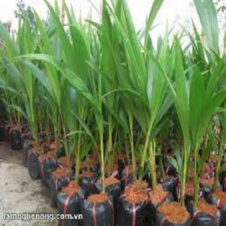 CÂY GIỐNG DỪA LÙN SIÊU QUẢ