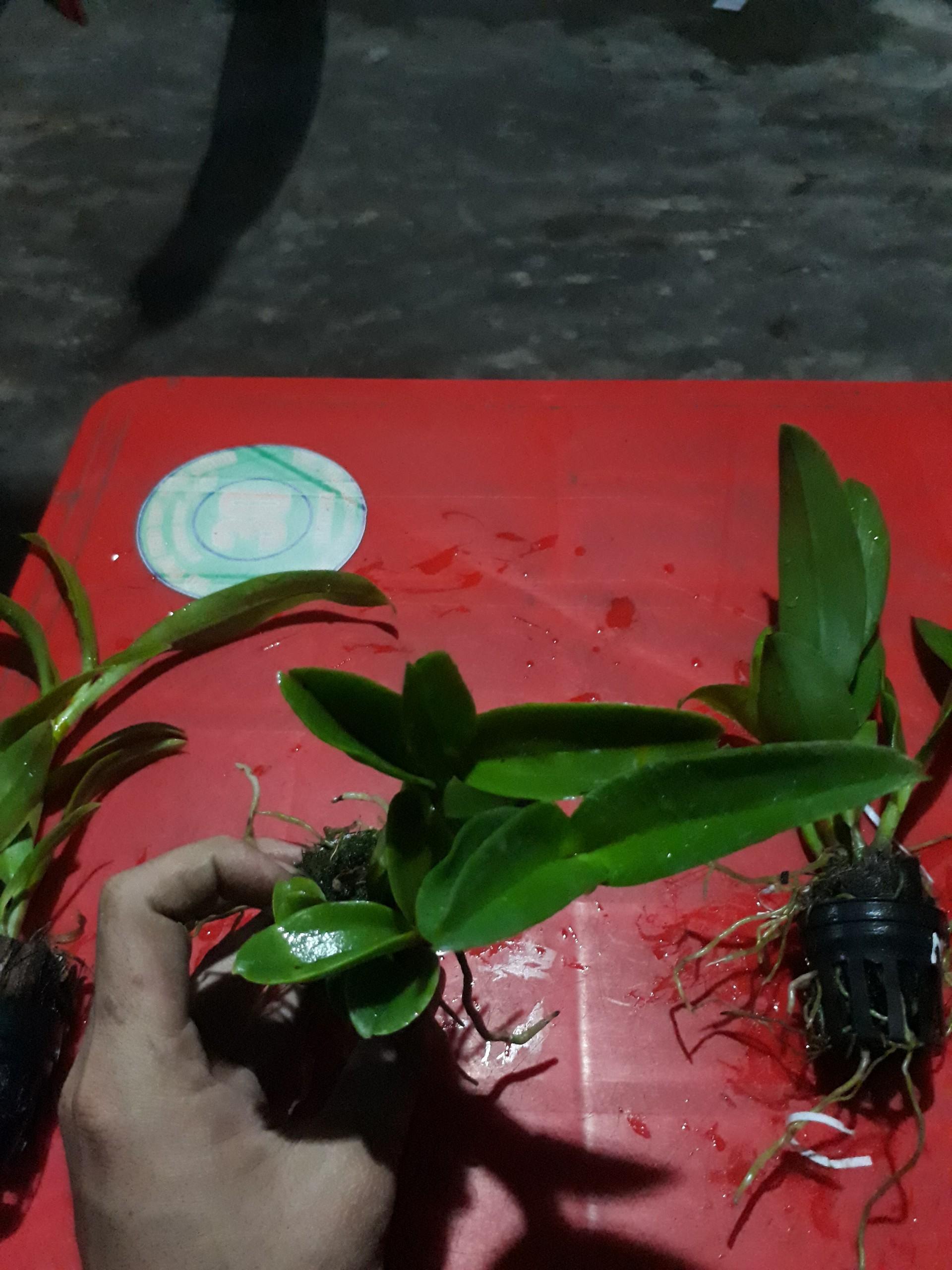 combo 5 loại lan denro nắng giống