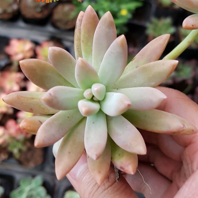 sen đá Pha lê tím