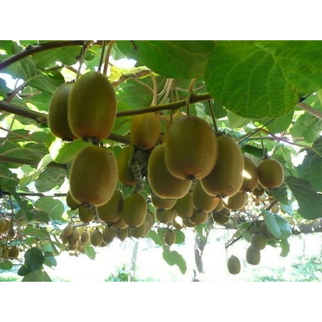 Hạt giống Quả Kiwi VIP ( 30 hạt)