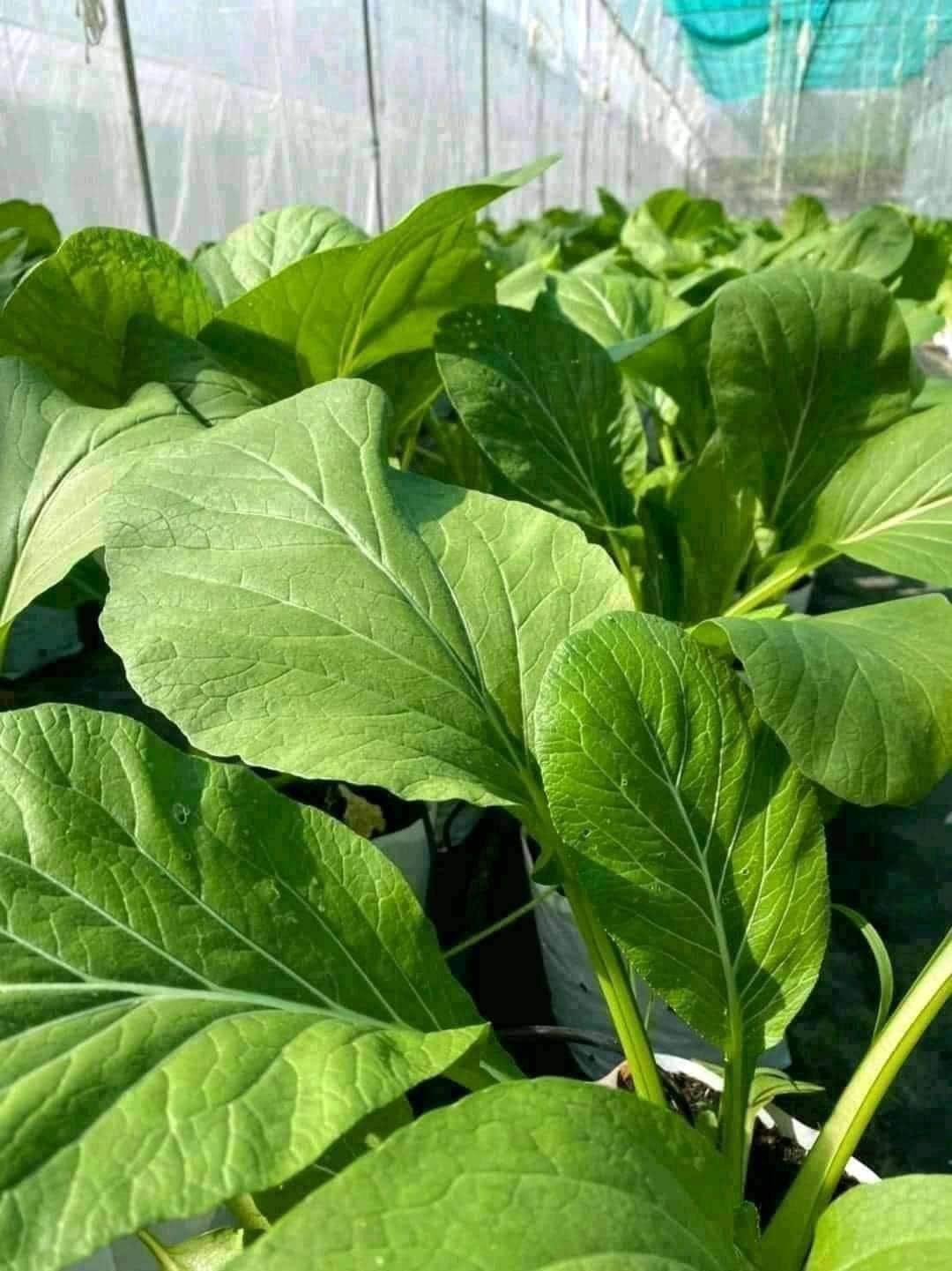 5gr HẠT GIỐNG RAU CẢI NGỌT KHỔNG LỒ