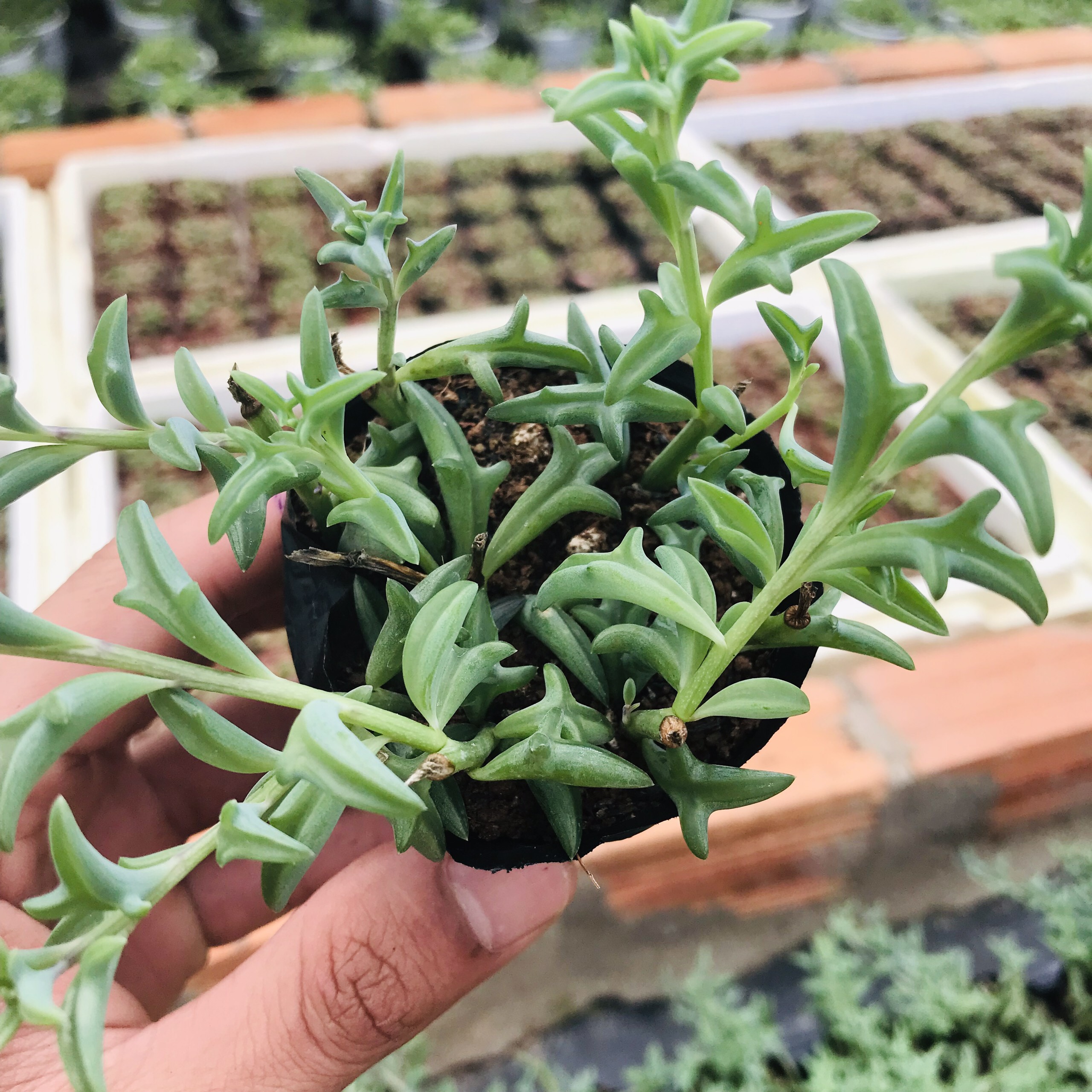 SEN ĐÁ CÁ HEO SIZE BÉ KHOẺ ĐẸP LỖI 1 ĐỔI 1