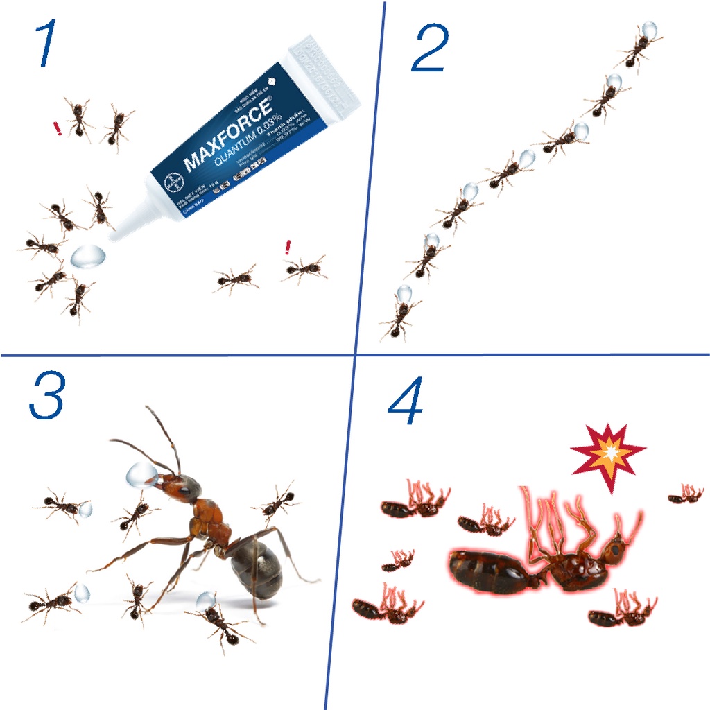 [Combo 3 Sản Phẩm] Gel Diệt Kiến Maxforce Quantum Chính Hãng