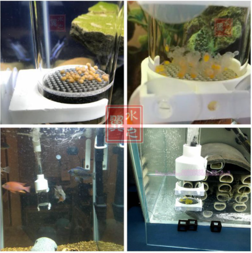 Bình ấp trứng cá Cichlid - Lồng ấp trứng cá