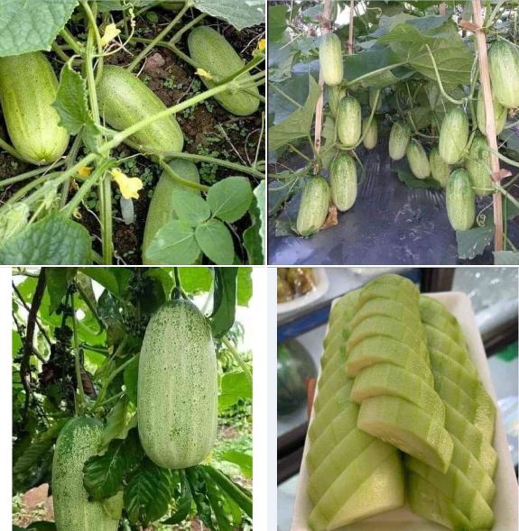 Hạt giống dưa chuột mèo Thái - ( 50 hạt/gói )