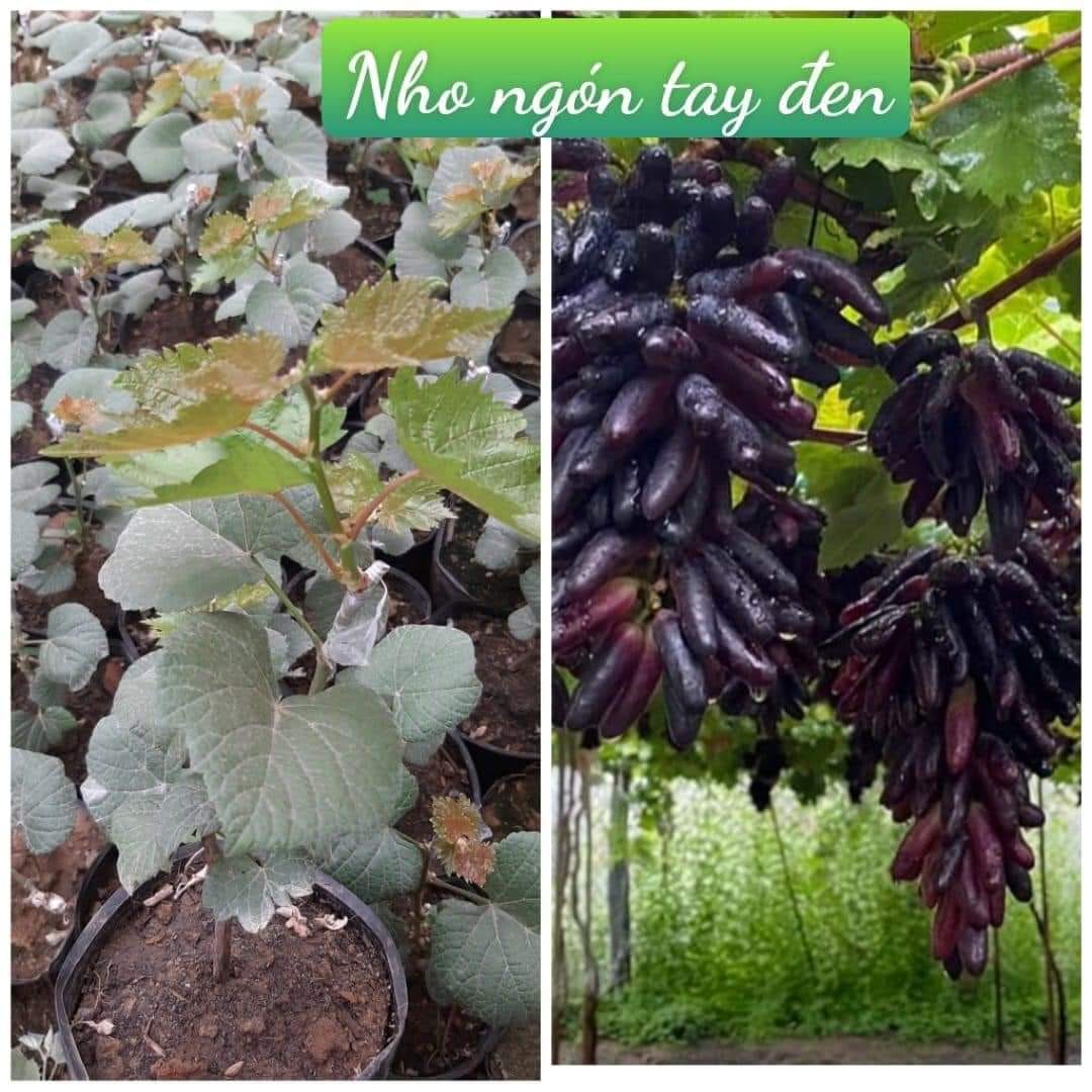 NHO NGÓN TAY KHÔNG HAT- (không bán gốc già)