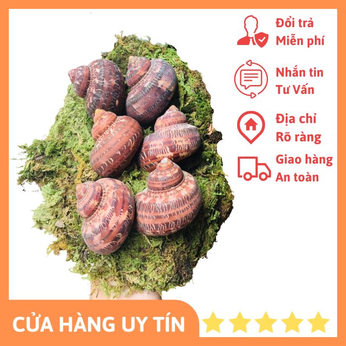 Vỏ ốc Xà Cừ Đỏ (trang trí bể cá)