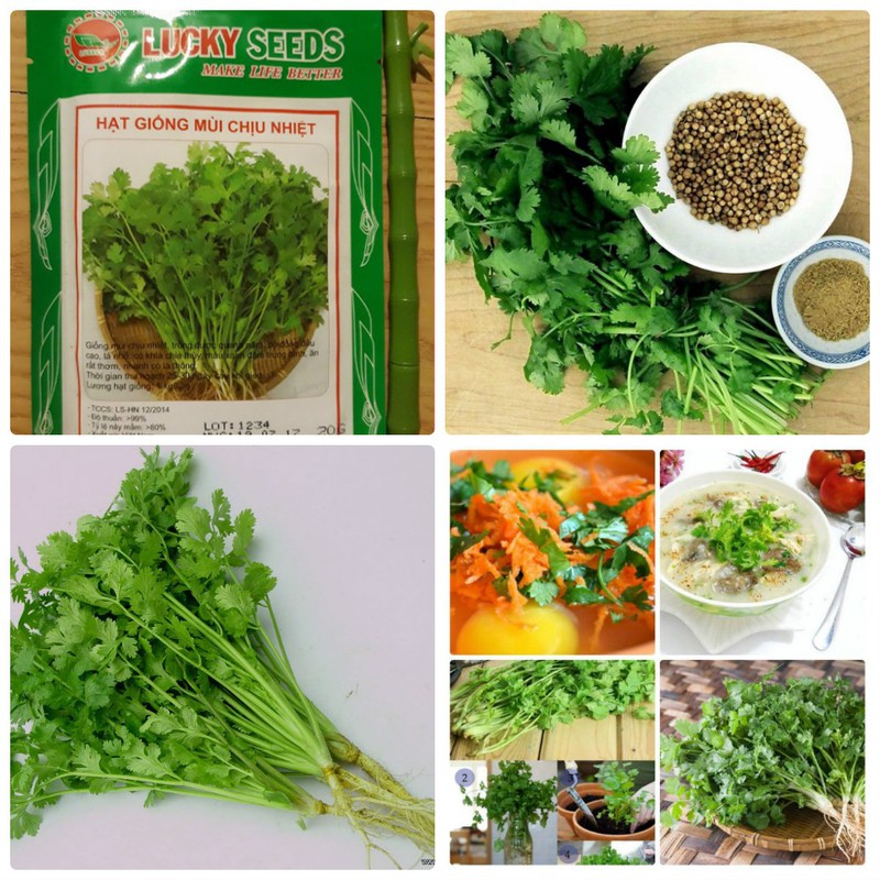 Túi 20 gr rau mùi tía . hạt giống chất lượng cao