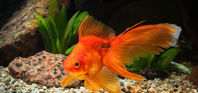 Thức ăn cá vàng Pro's choice Goldfish 75g