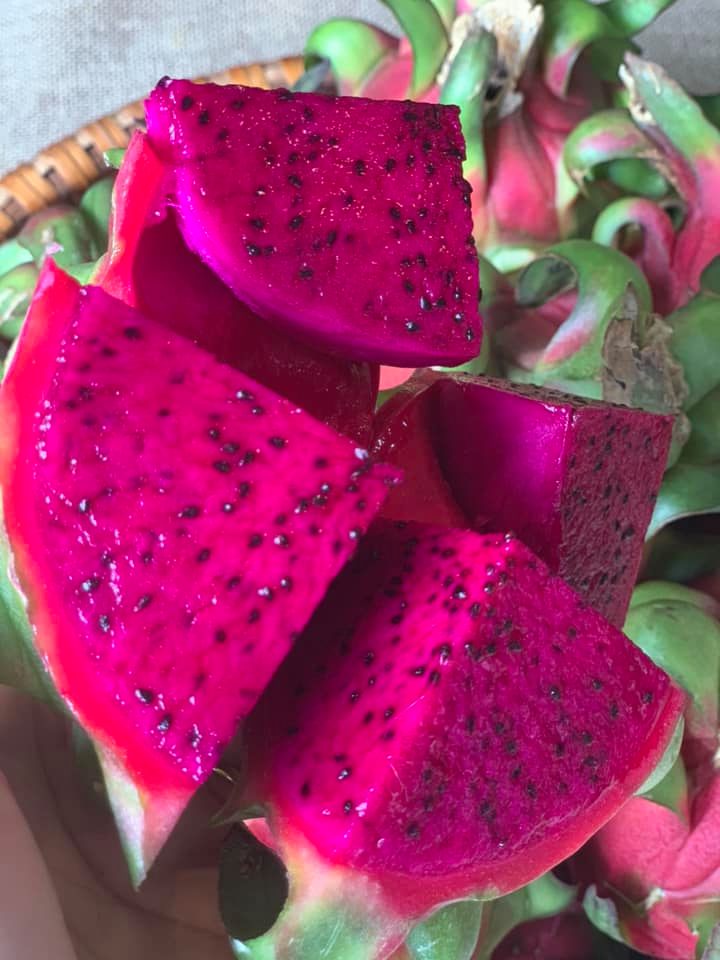 CÂY GIỐNG THĂNG LONG RUỘT HỒNG BÚP SEN. [BEST Express]