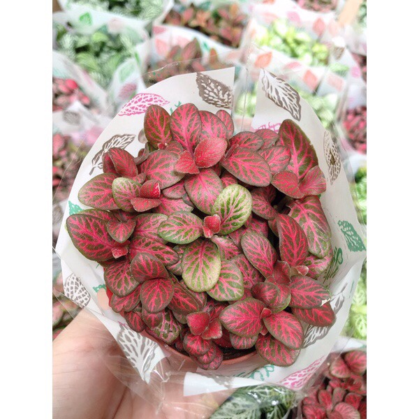 Cây cẩm nhung , cỏ may mắn màu đỏ