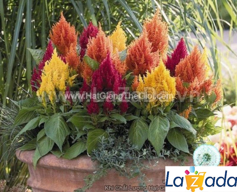 0.2Gr 250.HAT Hạt Giống Hoa Mào Gà Lửa Siêu Lùn 20cm Mix (KD| -KD: B20*V22*M234)